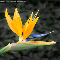 Buy canvas prints of Tropical flower strelitzia, bird of paradise by Frank Bach