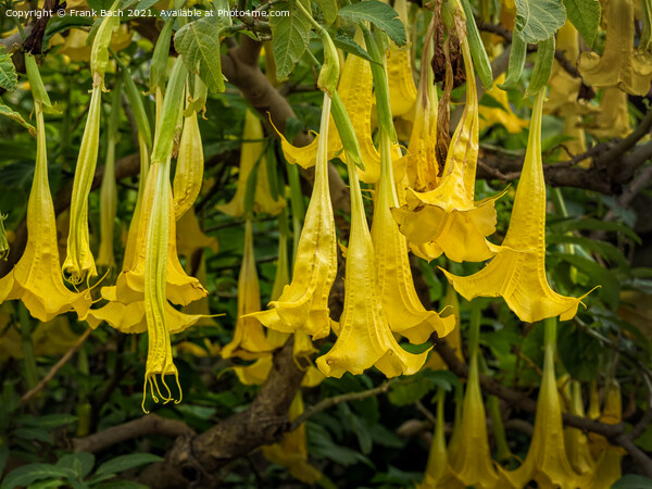 Yellow Brugmansia or Angels Trumpets Picture Board by Frank Bach