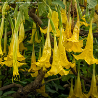 Buy canvas prints of Yellow Brugmansia or Angels Trumpets by Frank Bach
