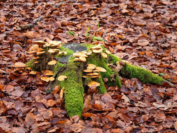 Mushrooms in an autumn forest bed, Denmark Picture Board by Frank Bach