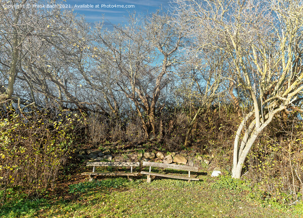 Worn out benches on the small island Nyord in the the archipelag Picture Board by Frank Bach