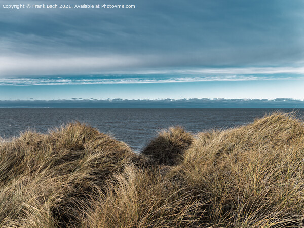 Dunes at the North Sea coast in rural Denmark Picture Board by Frank Bach