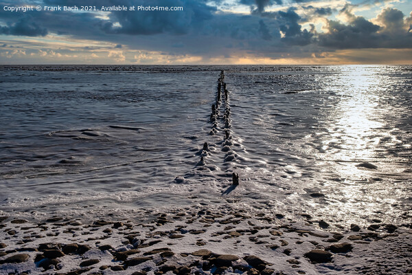 Ebb tide Road on the wadden sea to the island Mandoe, Esbjerg De Picture Board by Frank Bach