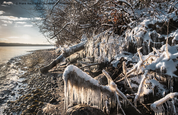 Snow and icicles at the fjord near Vejle in Dennmrk Picture Board by Frank Bach
