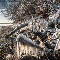 Buy canvas prints of Snow and icicles at the fjord near Vejle in Dennmrk by Frank Bach