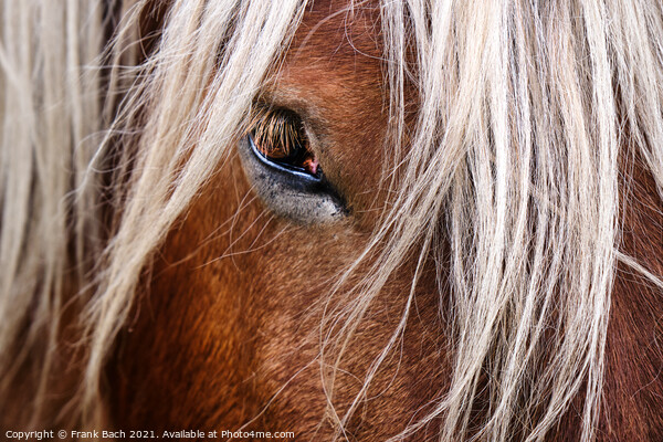 Eye of a horse looking at you Picture Board by Frank Bach