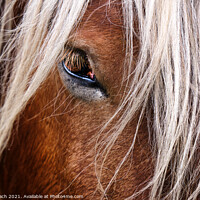 Buy canvas prints of Eye of a horse looking at you by Frank Bach