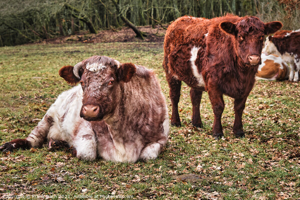 Two cows resting in a field, Denmark Picture Board by Frank Bach