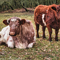 Buy canvas prints of Two cows resting in a field, Denmark by Frank Bach