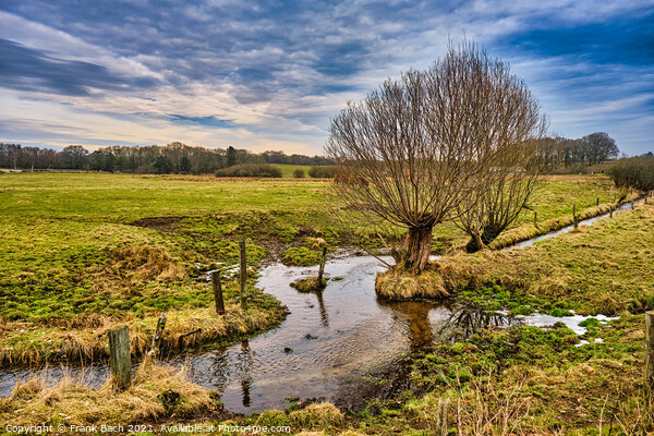 Small creek with willows near Bindeballe, Denmark Picture Board by Frank Bach