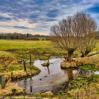 Buy canvas prints of Small creek with willows near Bindeballe, Denmark by Frank Bach