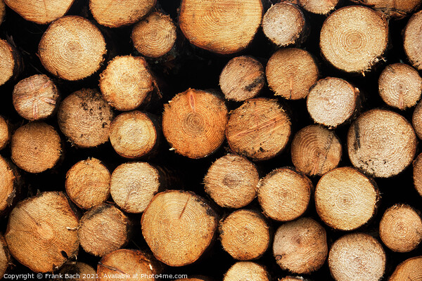 Piles heaps of cutted wood, Denmark Picture Board by Frank Bach
