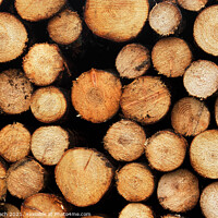 Buy canvas prints of Piles heaps of cutted wood, Denmark by Frank Bach