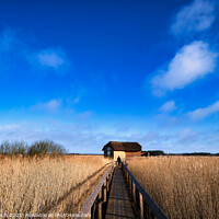 Buy canvas prints of National Park Vejlerne walking paths in North West Denmark by Frank Bach