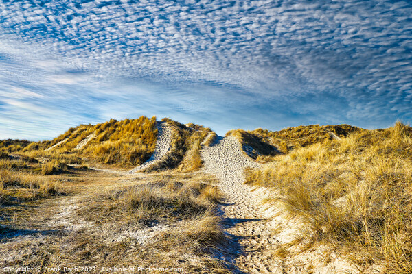 Dunes at the North Sea coast in Rindby at Fanoe, Denmark Picture Board by Frank Bach