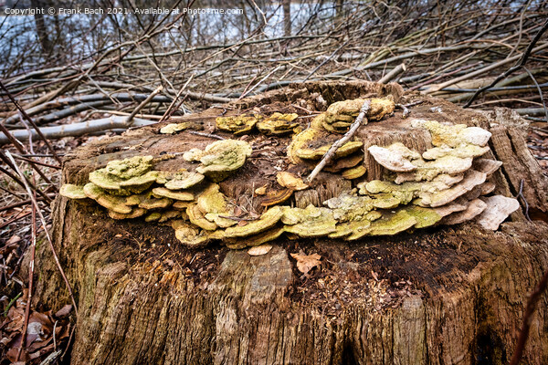 Pine fungus on a withered tree Picture Board by Frank Bach
