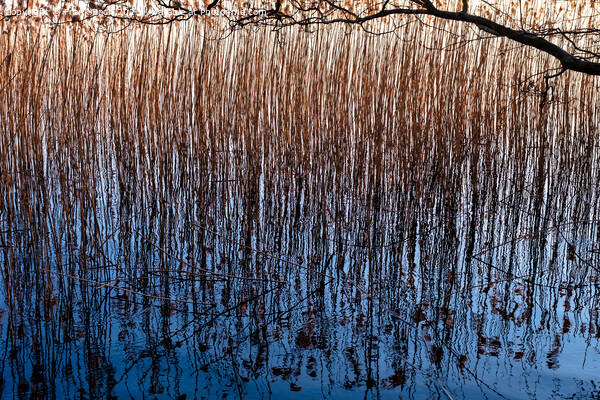 Reed at a lakesite near Viborg in Denmark Picture Board by Frank Bach