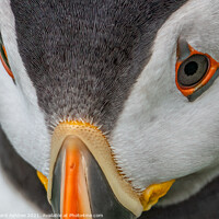 Buy canvas prints of Shetland Puffin close up by Richard Ashbee
