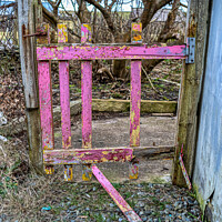 Buy canvas prints of The old Shetland croft pink gate by Richard Ashbee