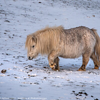 Buy canvas prints of A white Shetland Pony walking across a snow covere by Richard Ashbee