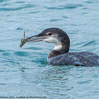 Buy canvas prints of Great Northern Diver with crab by Richard Ashbee