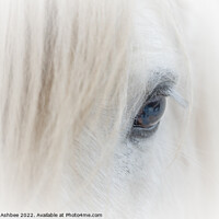Buy canvas prints of White Shetland Pony close up by Richard Ashbee