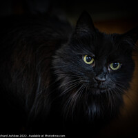 Buy canvas prints of Black cat by Richard Ashbee