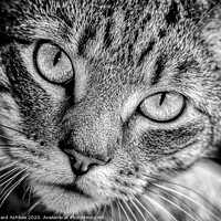 Buy canvas prints of A close up of a cat looking at the camera by Richard Ashbee