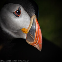 Buy canvas prints of Shetland Puffin by Richard Ashbee