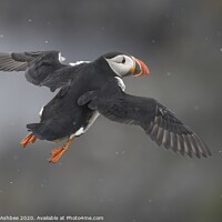Buy canvas prints of Puffin in flight by Richard Ashbee