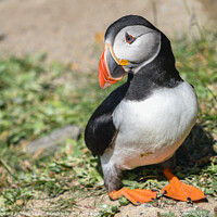 Buy canvas prints of Shetland Puffin  by Richard Ashbee
