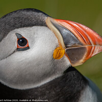 Buy canvas prints of Puffin close up by Richard Ashbee