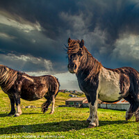 Buy canvas prints of Shetland ponies by Richard Ashbee