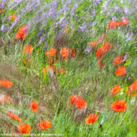 Buy canvas prints of A field of dancing poppies by Richard Ashbee