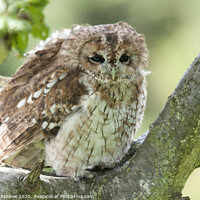Buy canvas prints of Tawny Owl sitting in the sun by Richard Ashbee