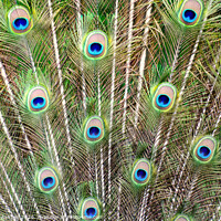 Buy canvas prints of Peacock Feathers by Richard Ashbee