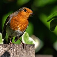 Buy canvas prints of The inquisitive Robin by Richard Ashbee