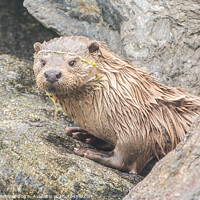 Buy canvas prints of Shetland Otter re-emerges from its holt by Richard Ashbee