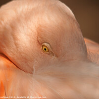 Buy canvas prints of Pink Flamingo by Richard Ashbee