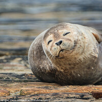 Buy canvas prints of Happy Common seal by Richard Ashbee