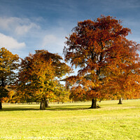 Buy canvas prints of Autumn tree colours by Richard Ashbee