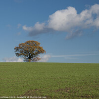 Buy canvas prints of single tree on a farm by Richard Ashbee