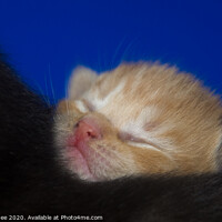 Buy canvas prints of Snooze time for a ginger kitten by Richard Ashbee