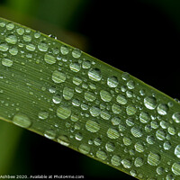 Buy canvas prints of Water droplet on a blade of grass by Richard Ashbee