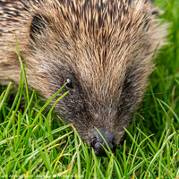 Buy canvas prints of A hedgehog visits the garden by Richard Ashbee