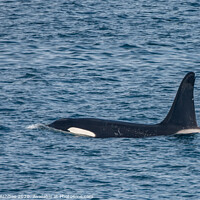 Buy canvas prints of Orca -Killer whale Shetland by Richard Ashbee