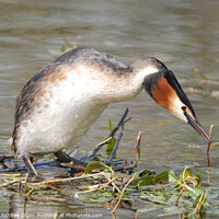 Buy canvas prints of Great Crested Grebe by Richard Ashbee