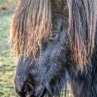 Buy canvas prints of A close up of a horse by Richard Ashbee