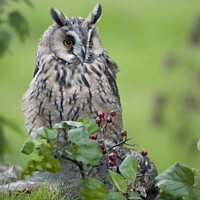 Buy canvas prints of Long Eared Owl by Richard Ashbee
