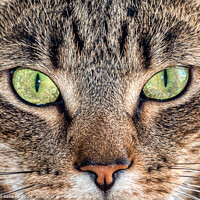 Buy canvas prints of Cats eyes by Richard Ashbee